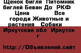 Щенок бигля. Питомник биглей Беван-До (РКФ) › Цена ­ 20 000 - Все города Животные и растения » Собаки   . Иркутская обл.,Иркутск г.